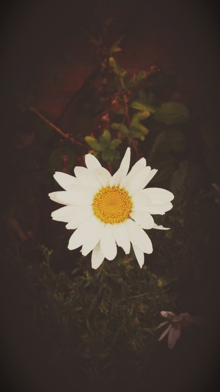 외로운 꽃 한송이