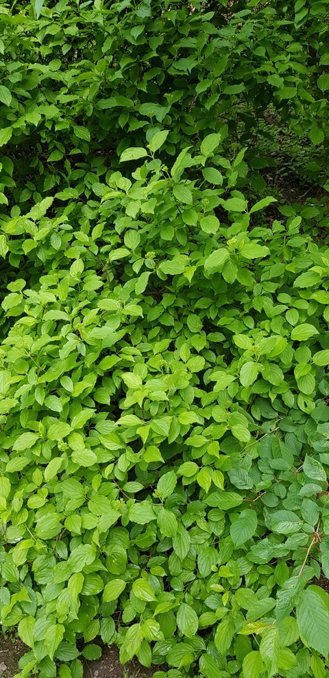 natura