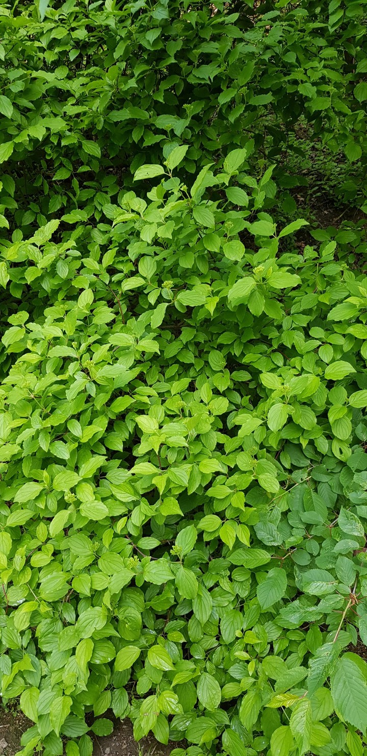 natura