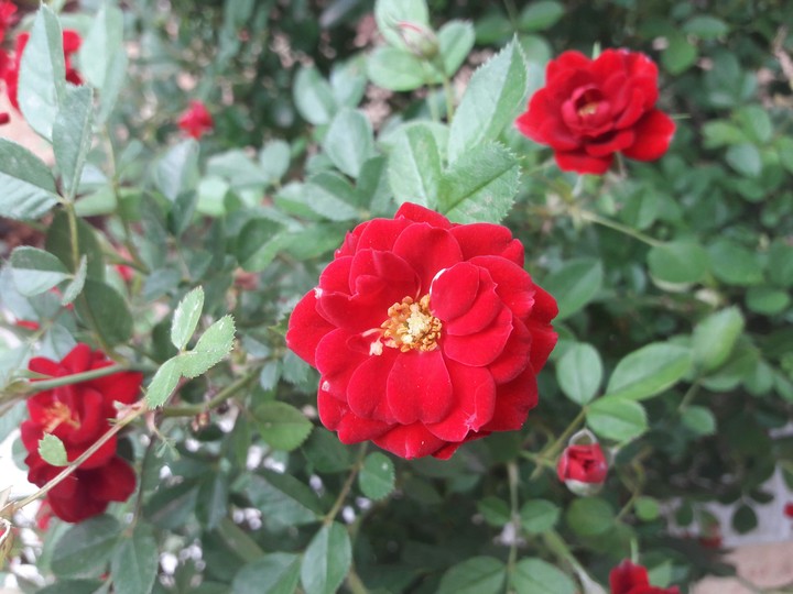 Small Rose