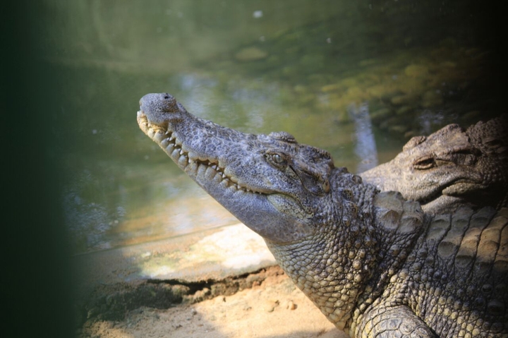 crocodile