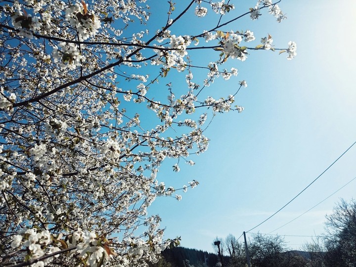 The spring
