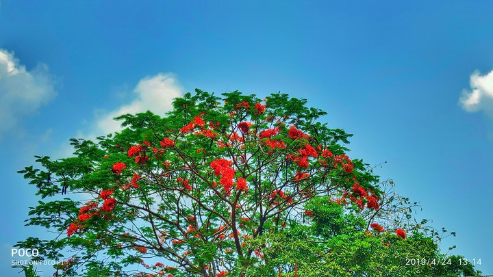 Krishnachura