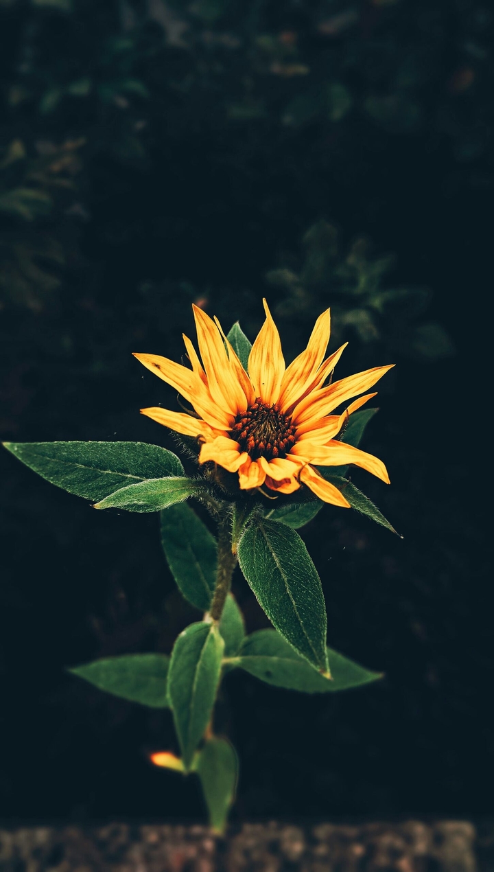 Sun Flower