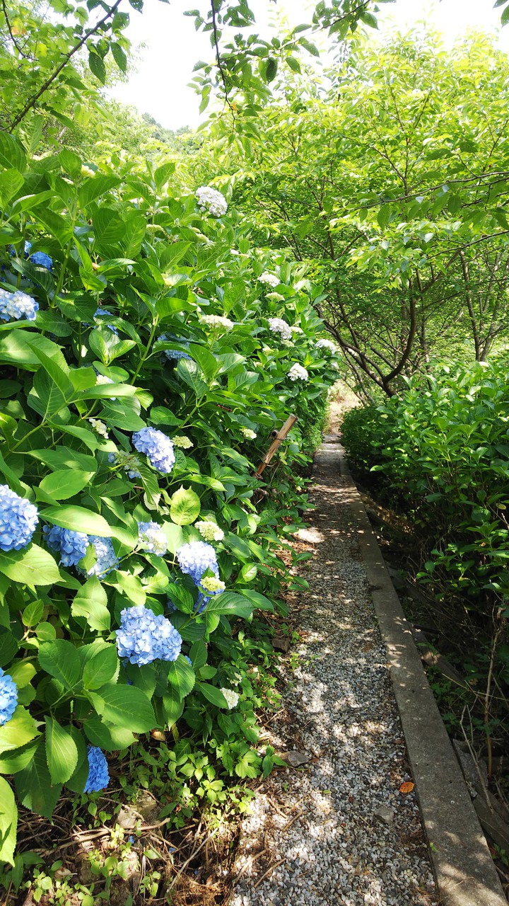 紫陽花の道