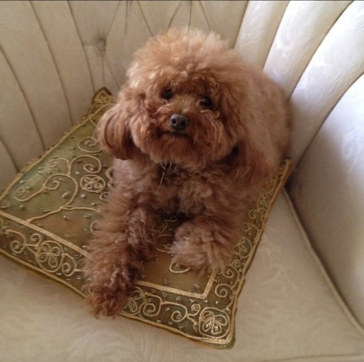 puppy