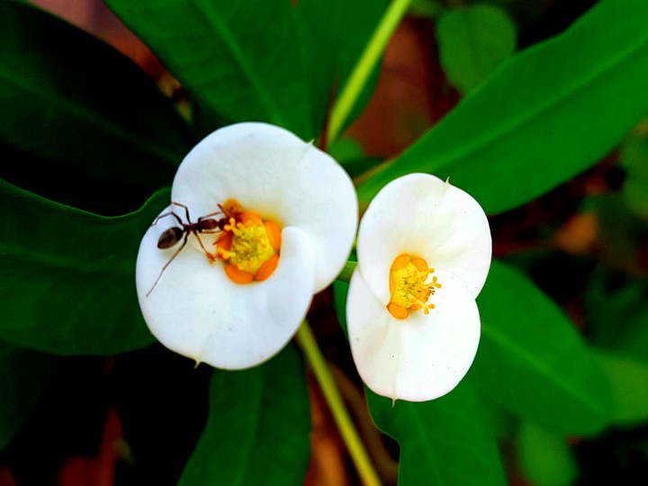 Flower