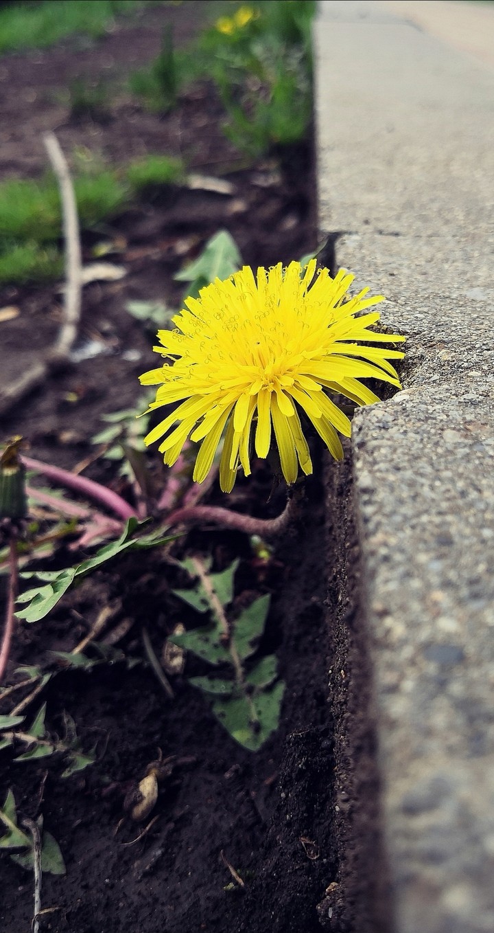 strong flower