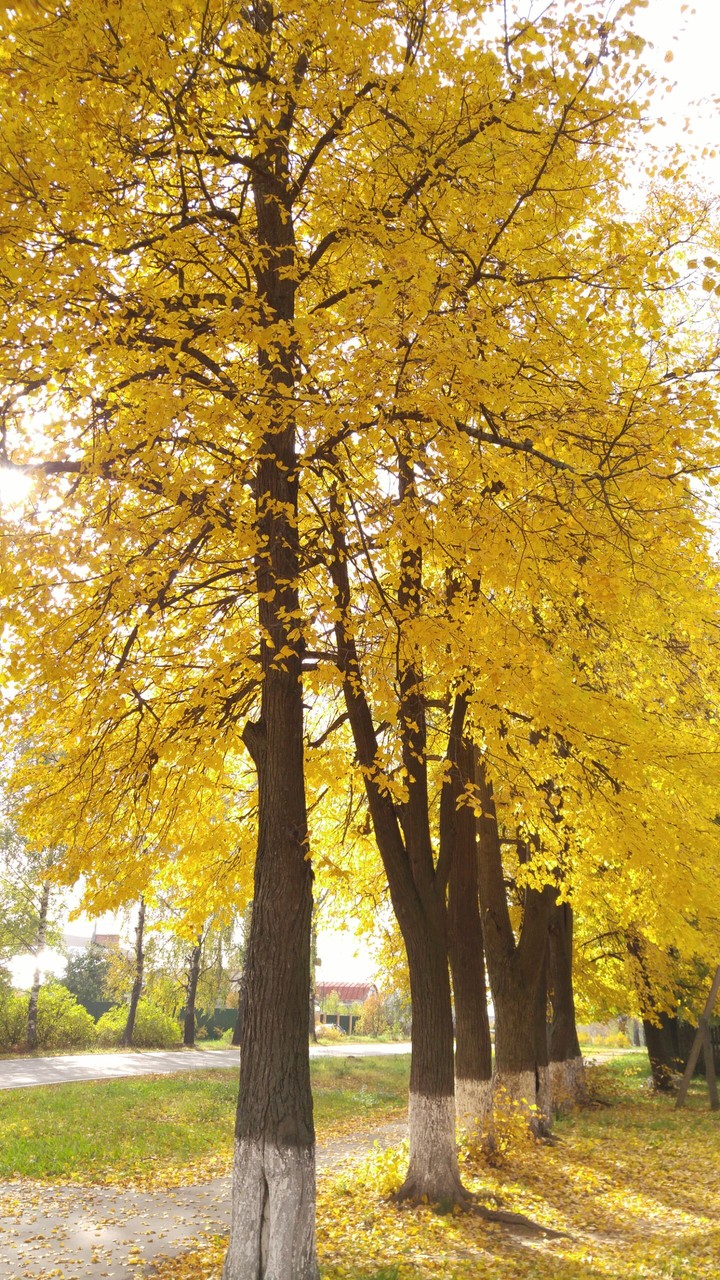 Yellow lime-trees