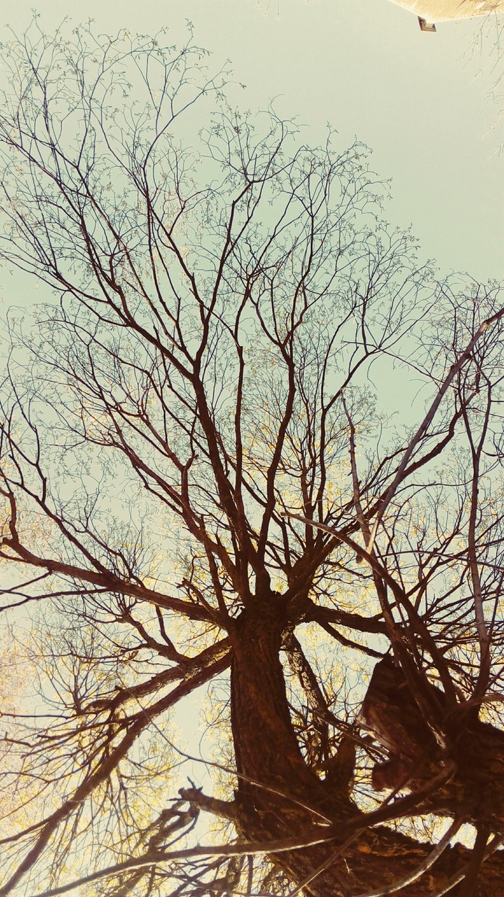 A treee