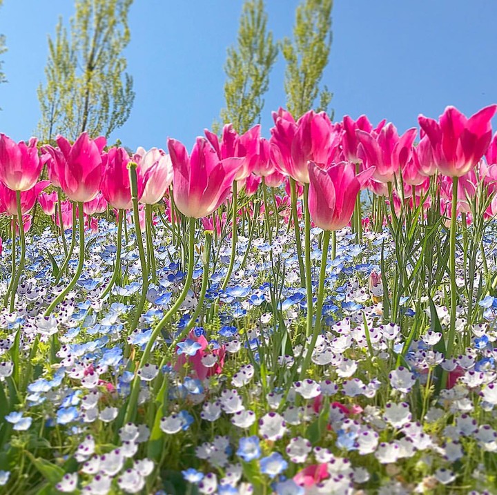meadow flowers