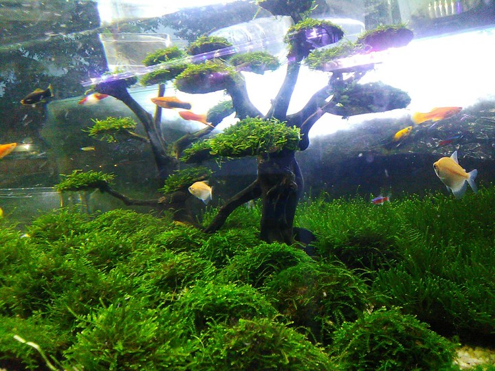 Aquarium