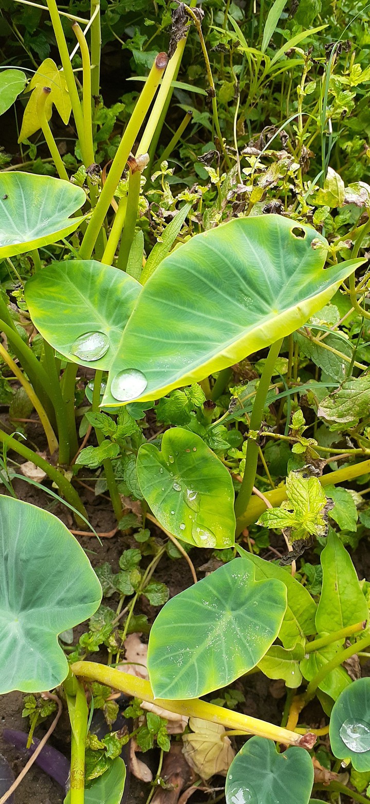 dew drops...