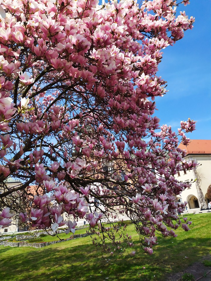 Magnolia