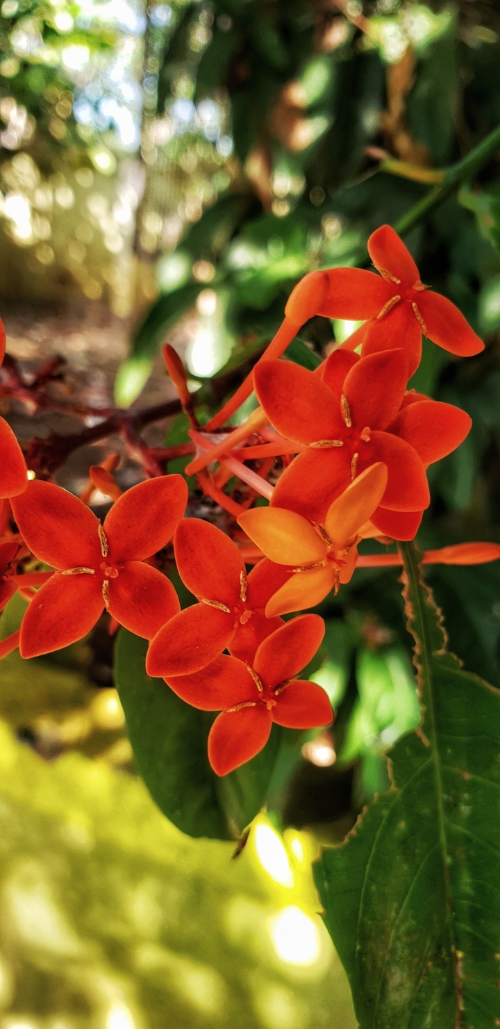 #flower #nature # love