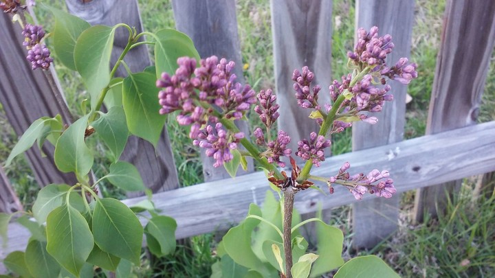 lilac Bush with fence