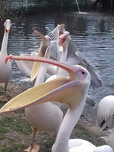 *