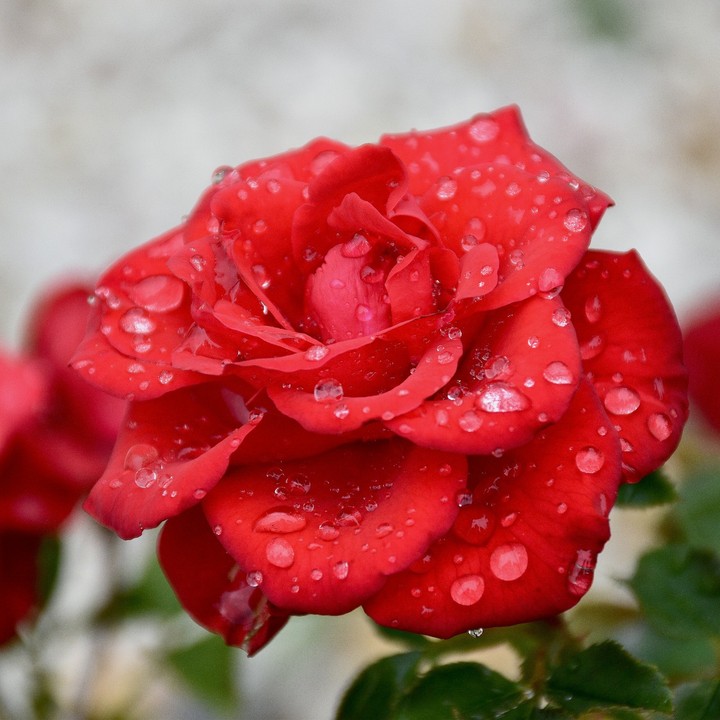 for you my dear