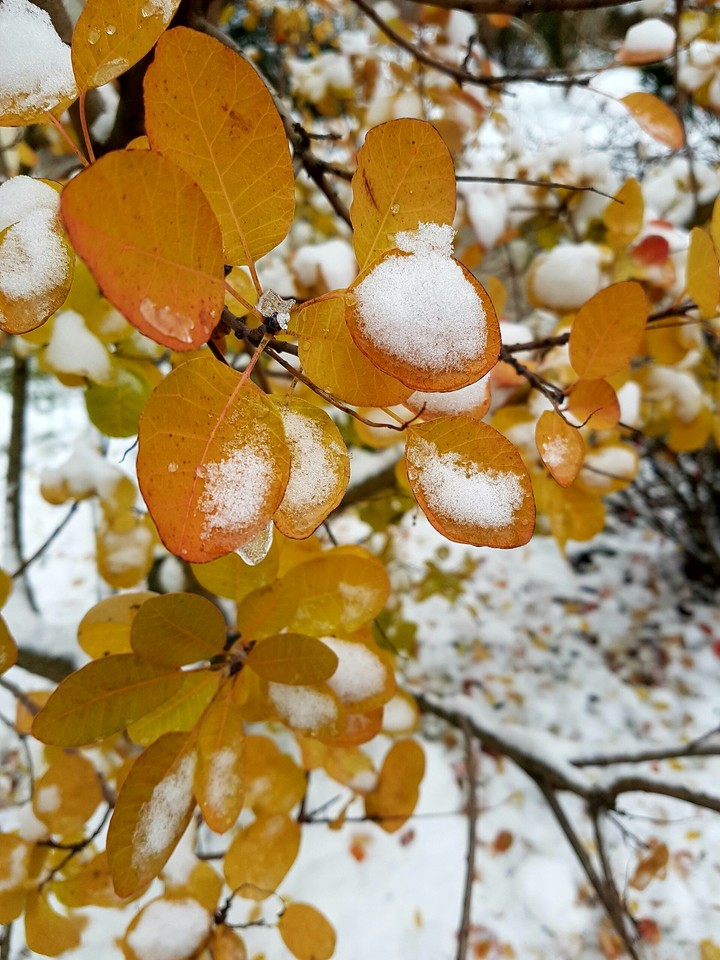 winter