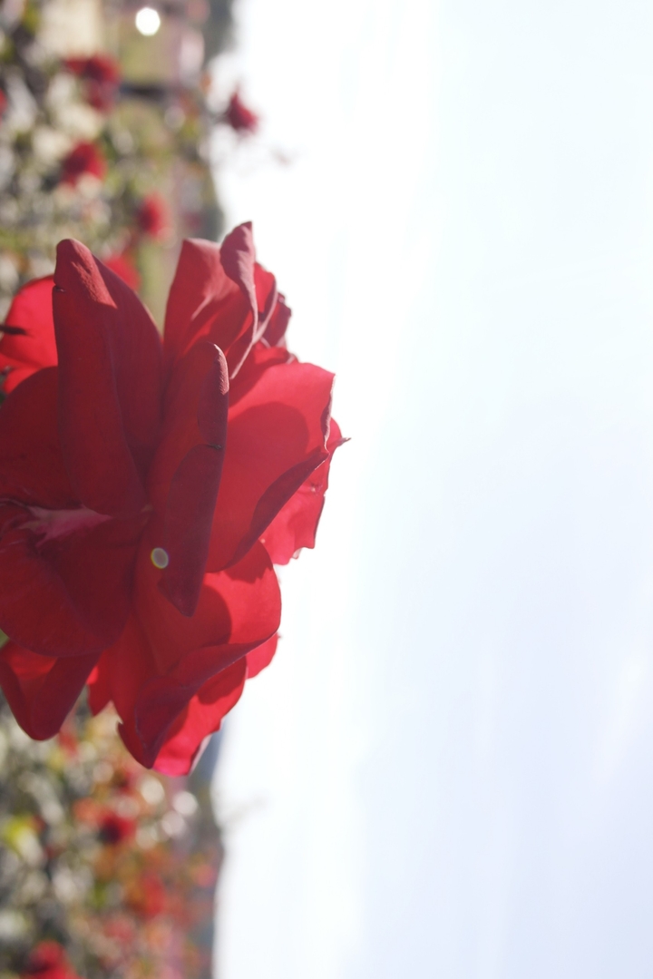 korea rose