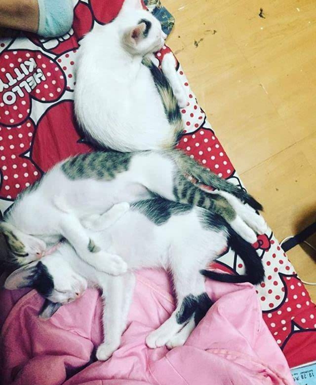 CUTE