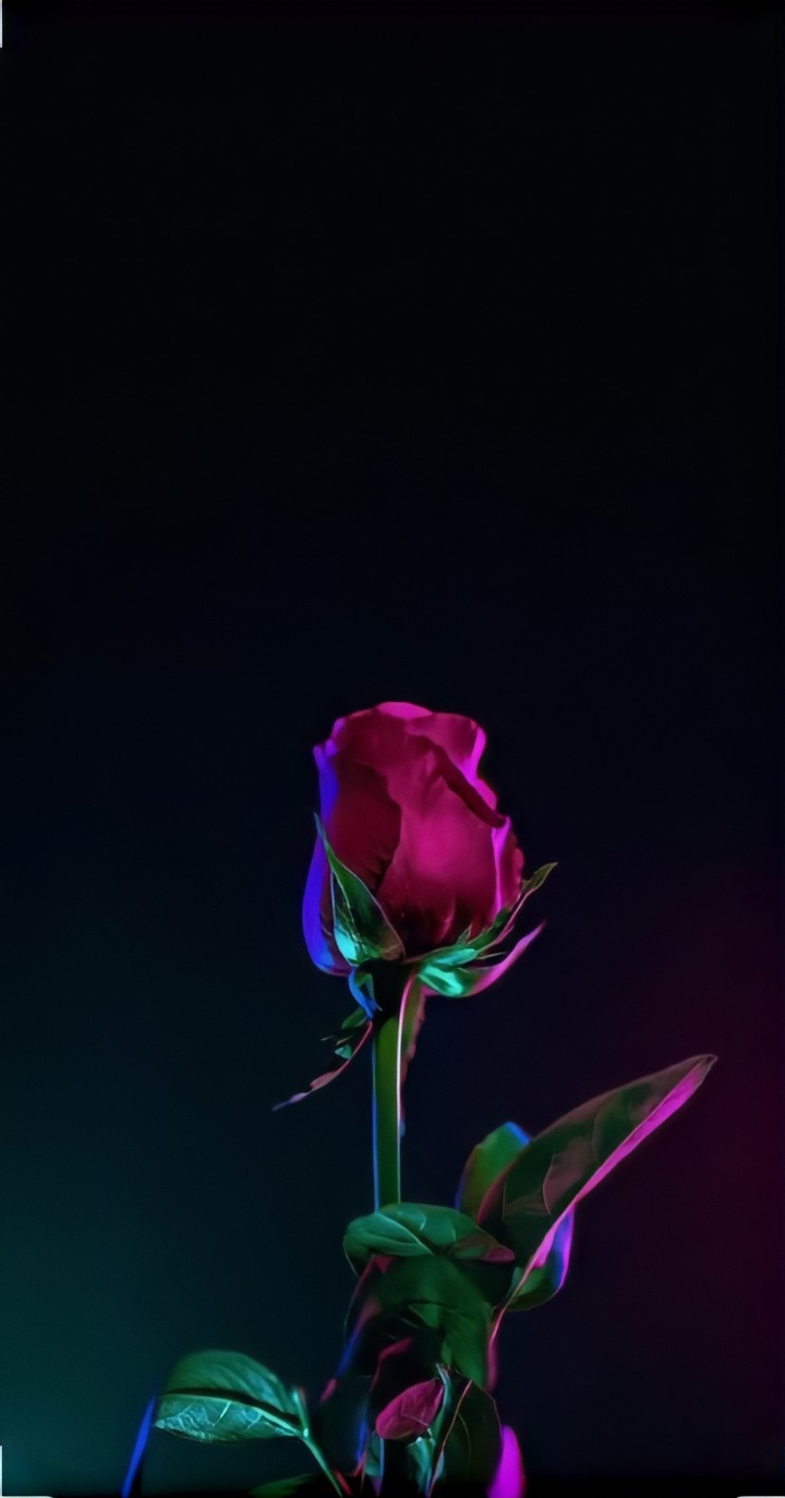 rose
