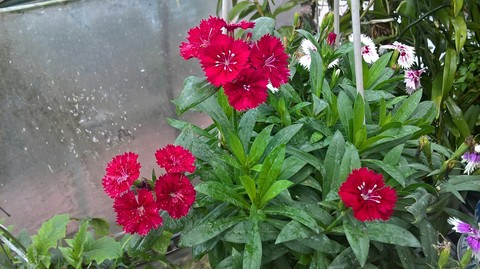 My flowers