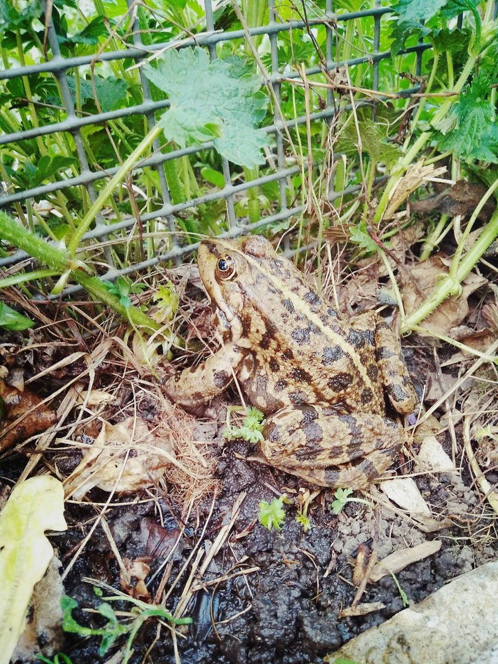Frog