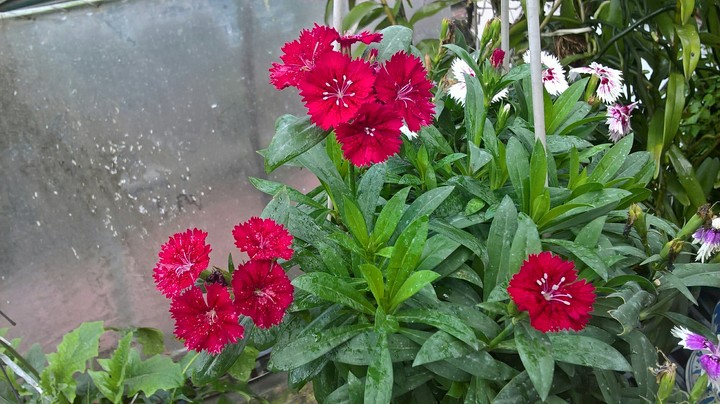 My flowers