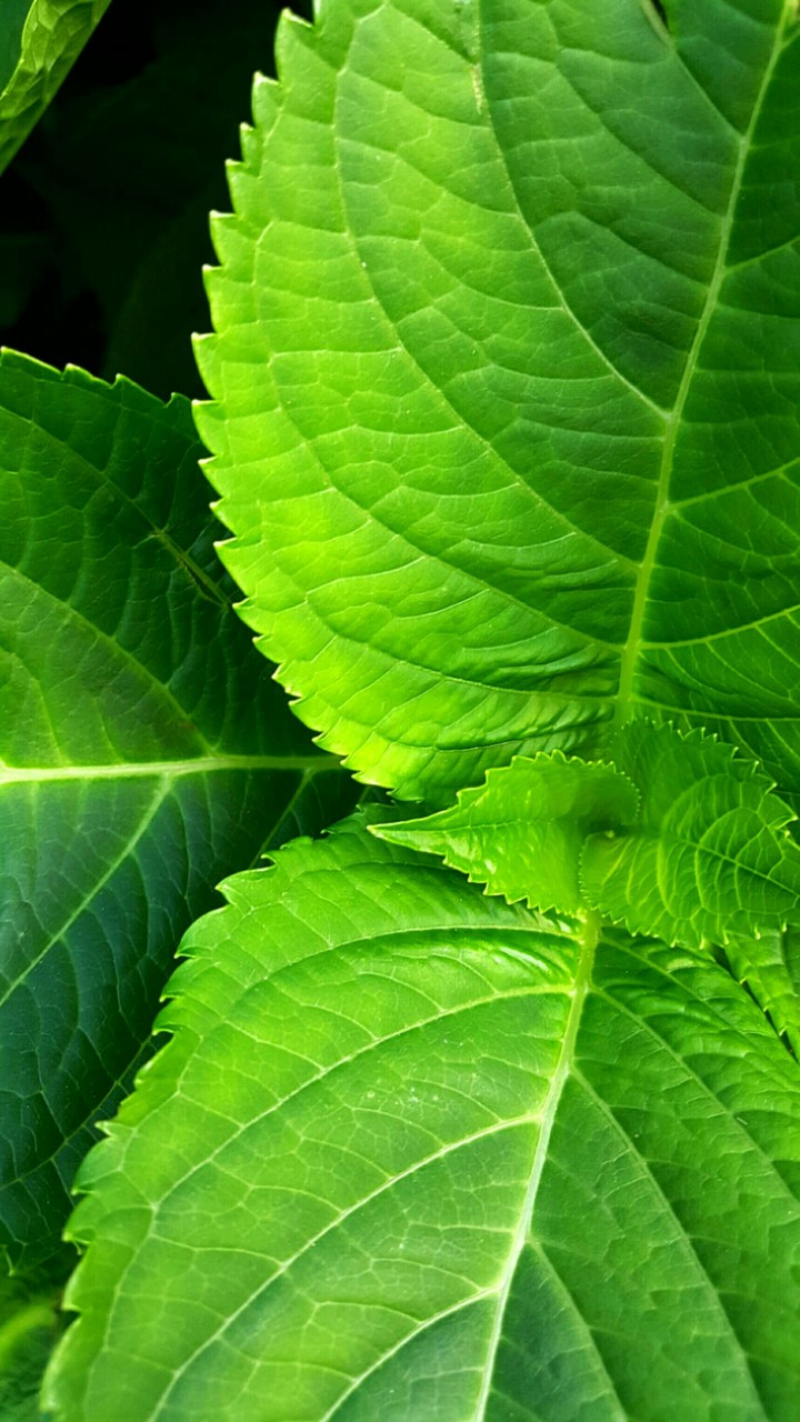 Foliage