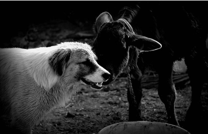 Friendship
