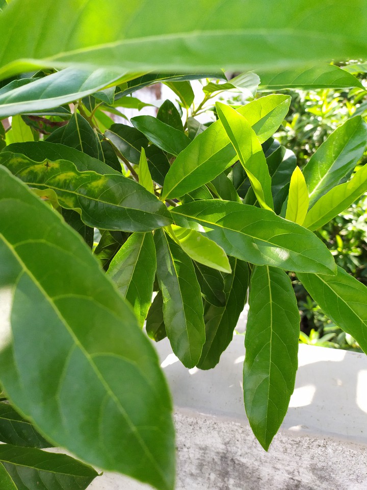 green