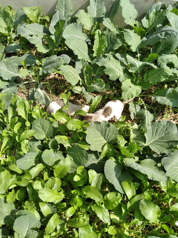 cat