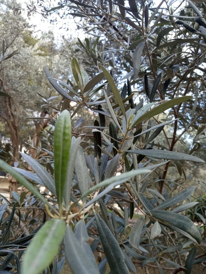 branches