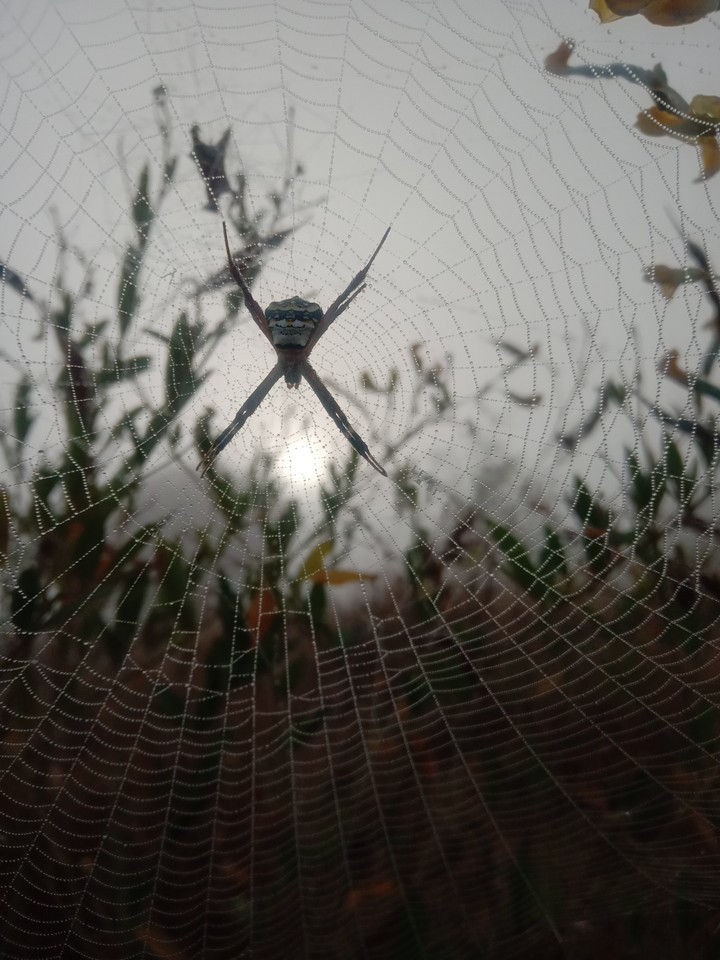 wow!! it's spider