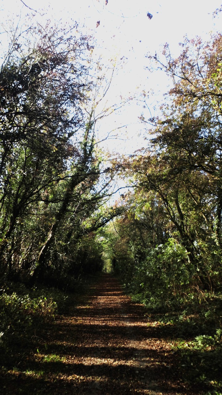 Woods