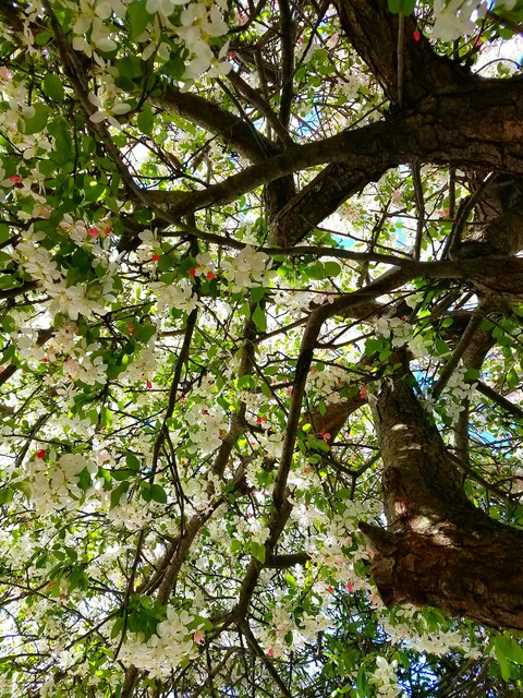 blooming