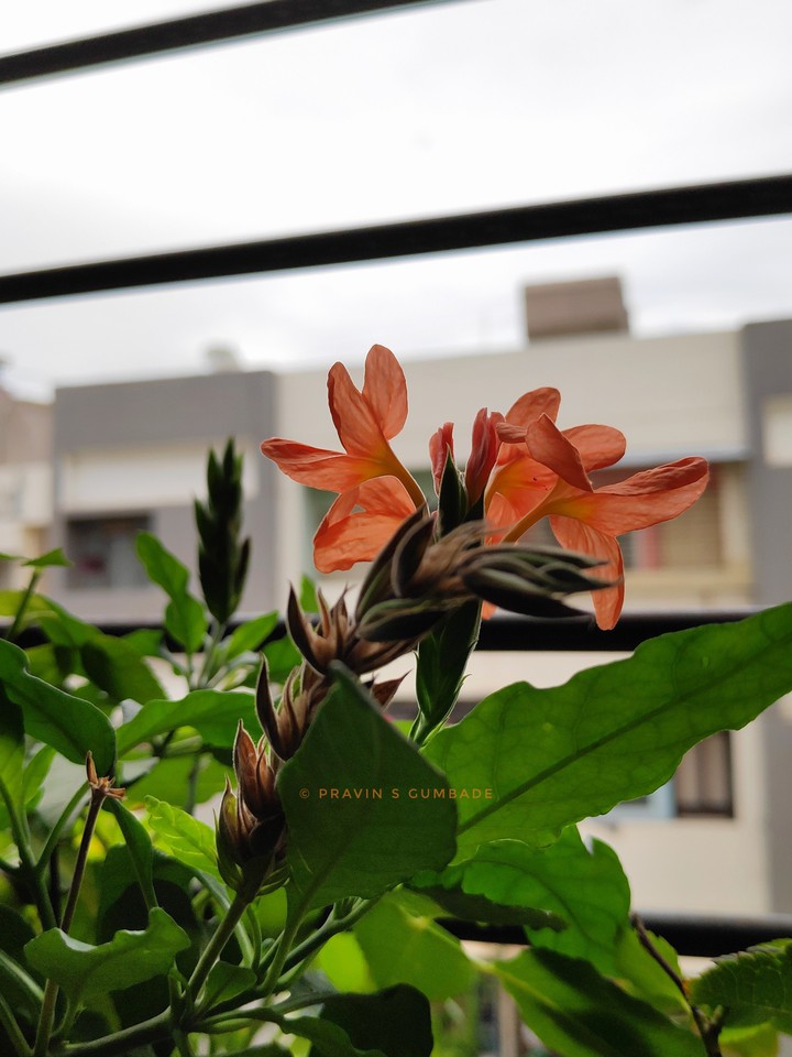 Balcony  Firecracker flower