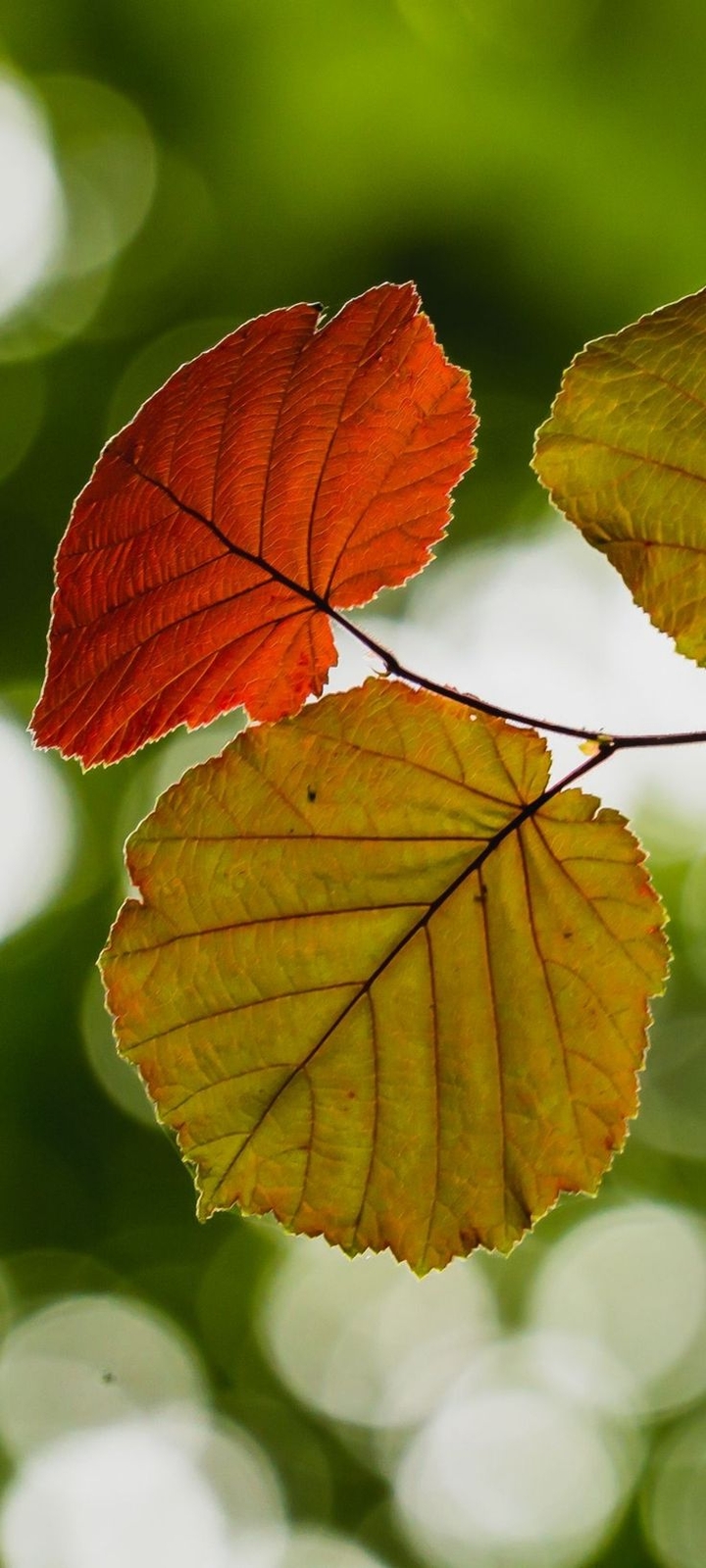 Autumn_as_art collection