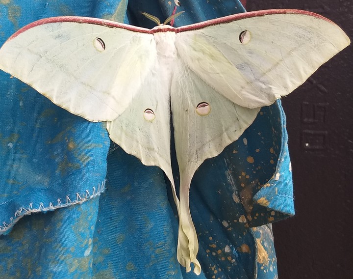 nice  butterfly  verry  big size  god is grate ...