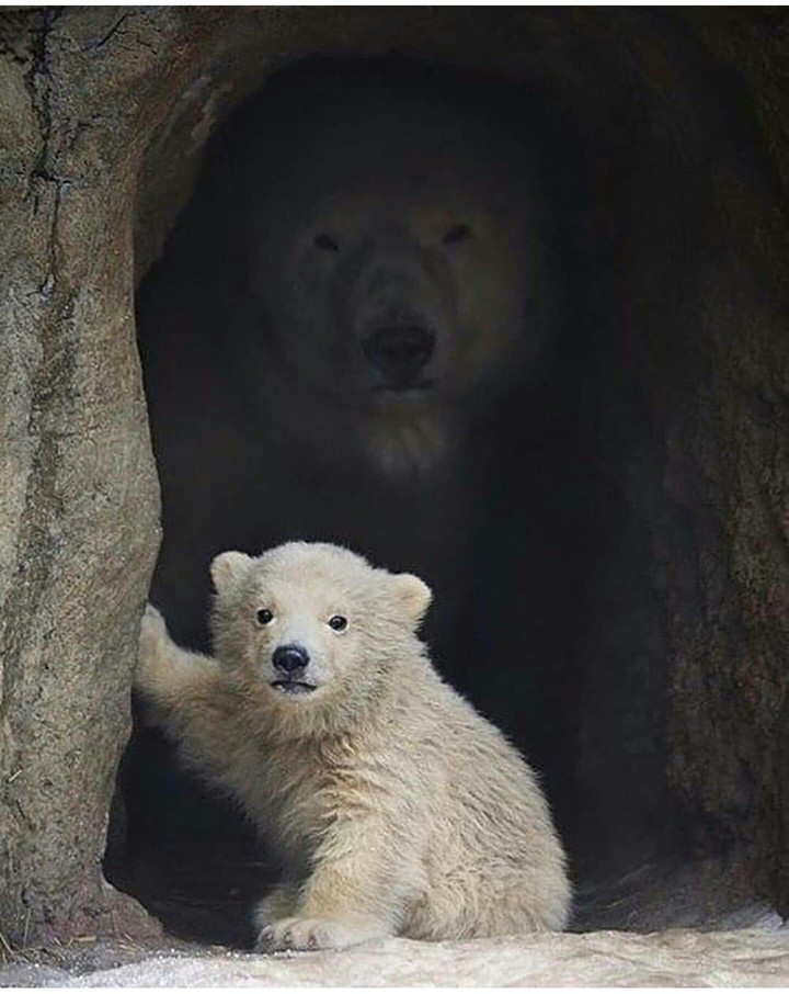 Animal