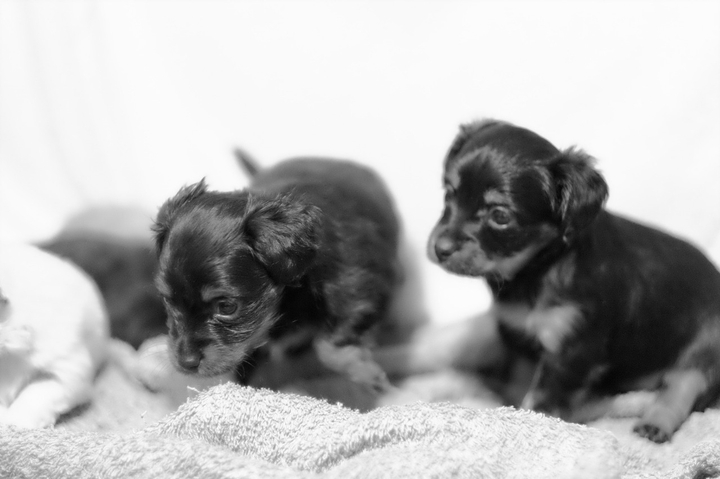 lovely puppies