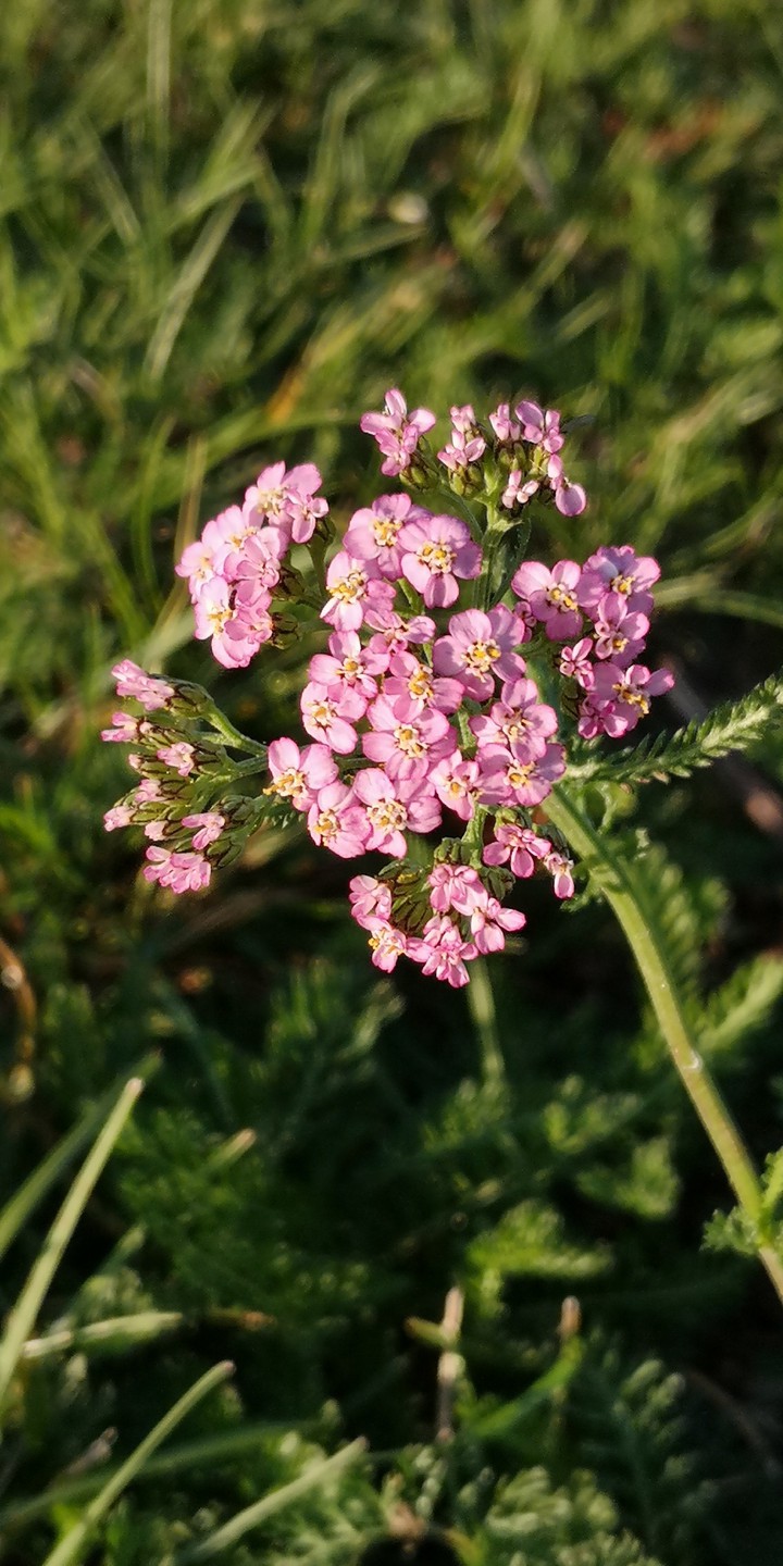 Schafgarbe in pink