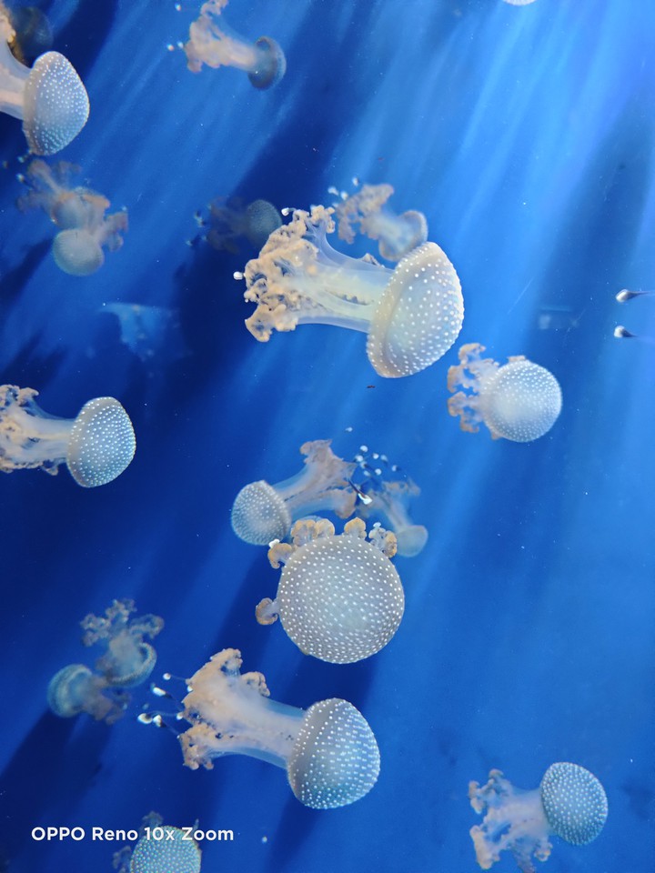 Meduse