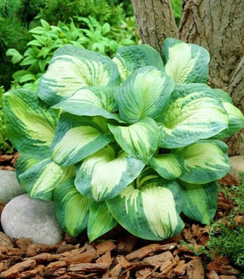 Plant