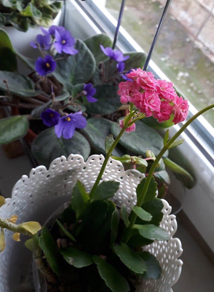 flowerss