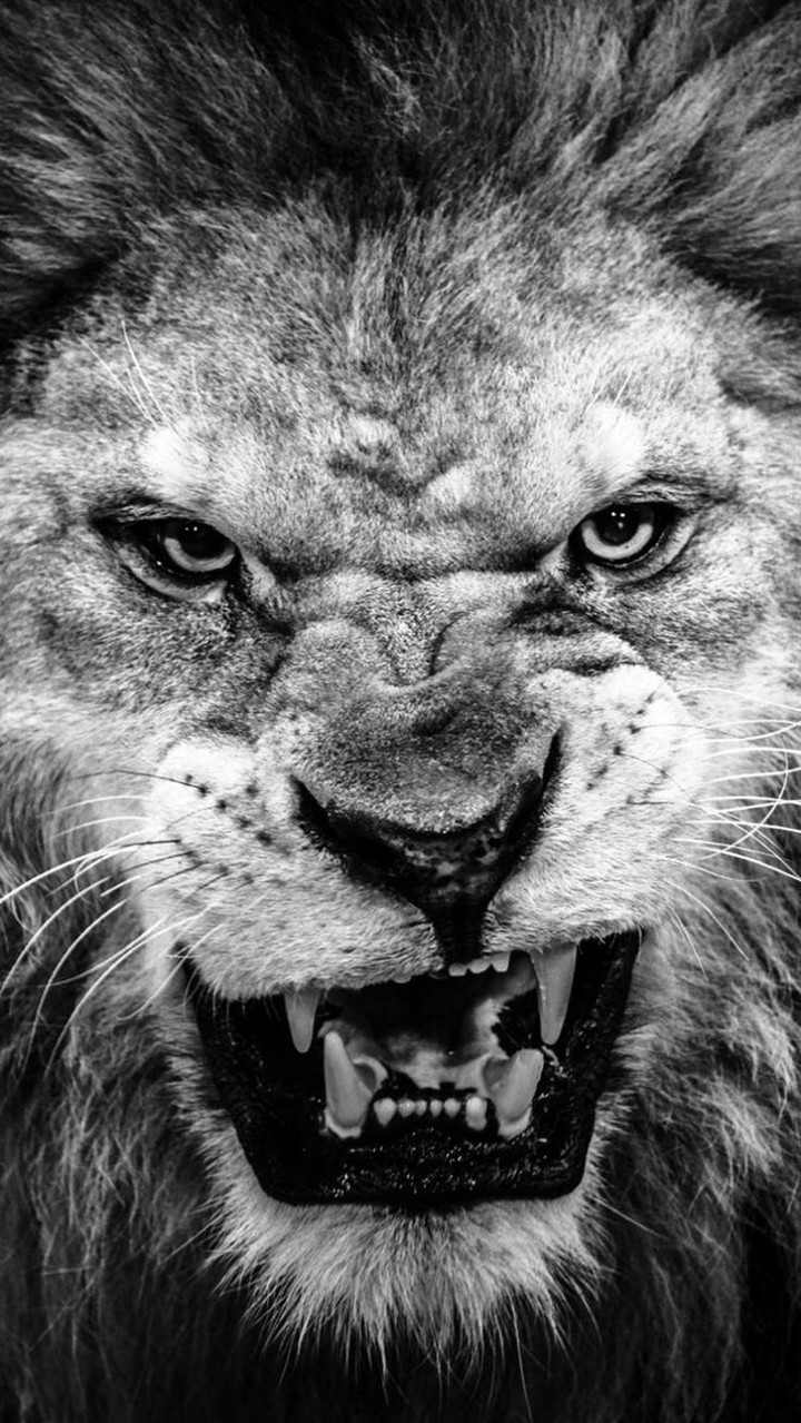 lion