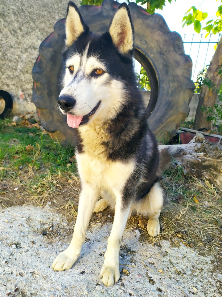 ~husky~