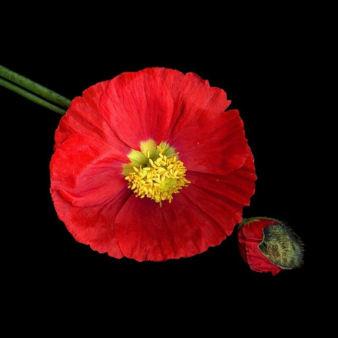 sfondi coquelicot, petal