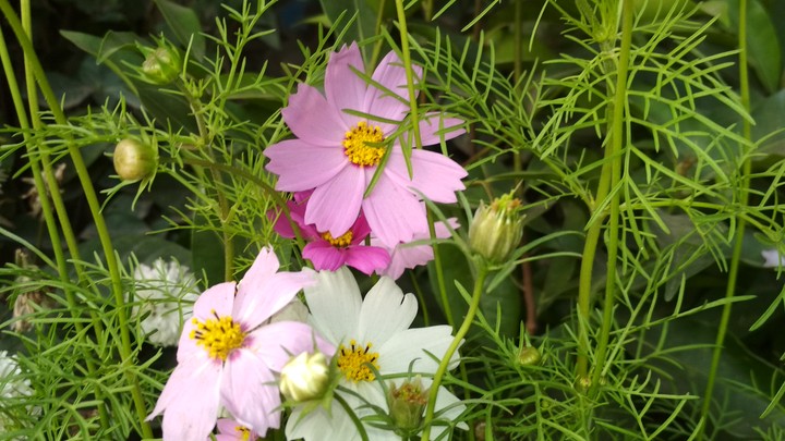 Flowers